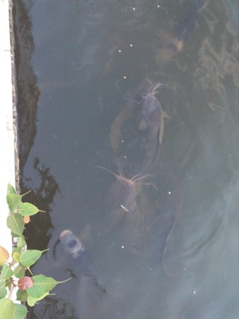 Gros poissons !!!!